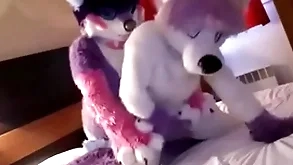 Cute fursuit theme moans cutely be advantageous to top